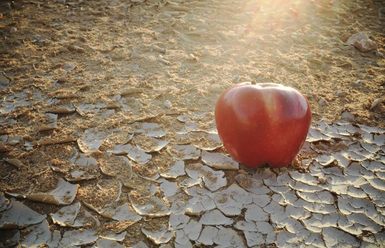 Red apple on sand