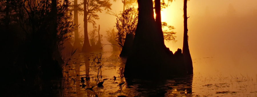Okefenokee swamp at sunset