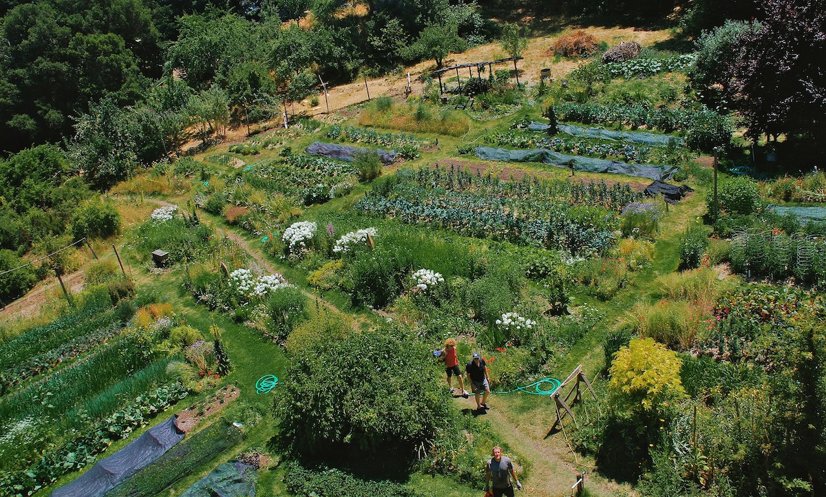 view of a garden from above