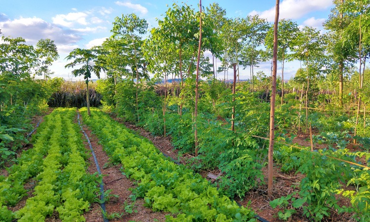 rows of a garden among trees