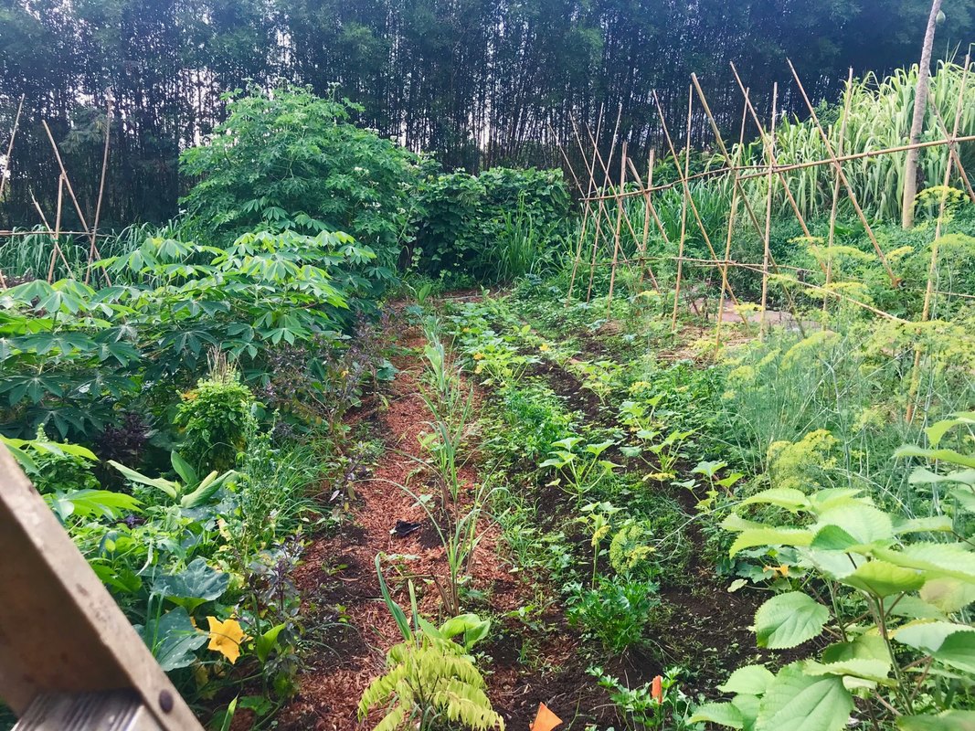 view of garden row full of various green crops