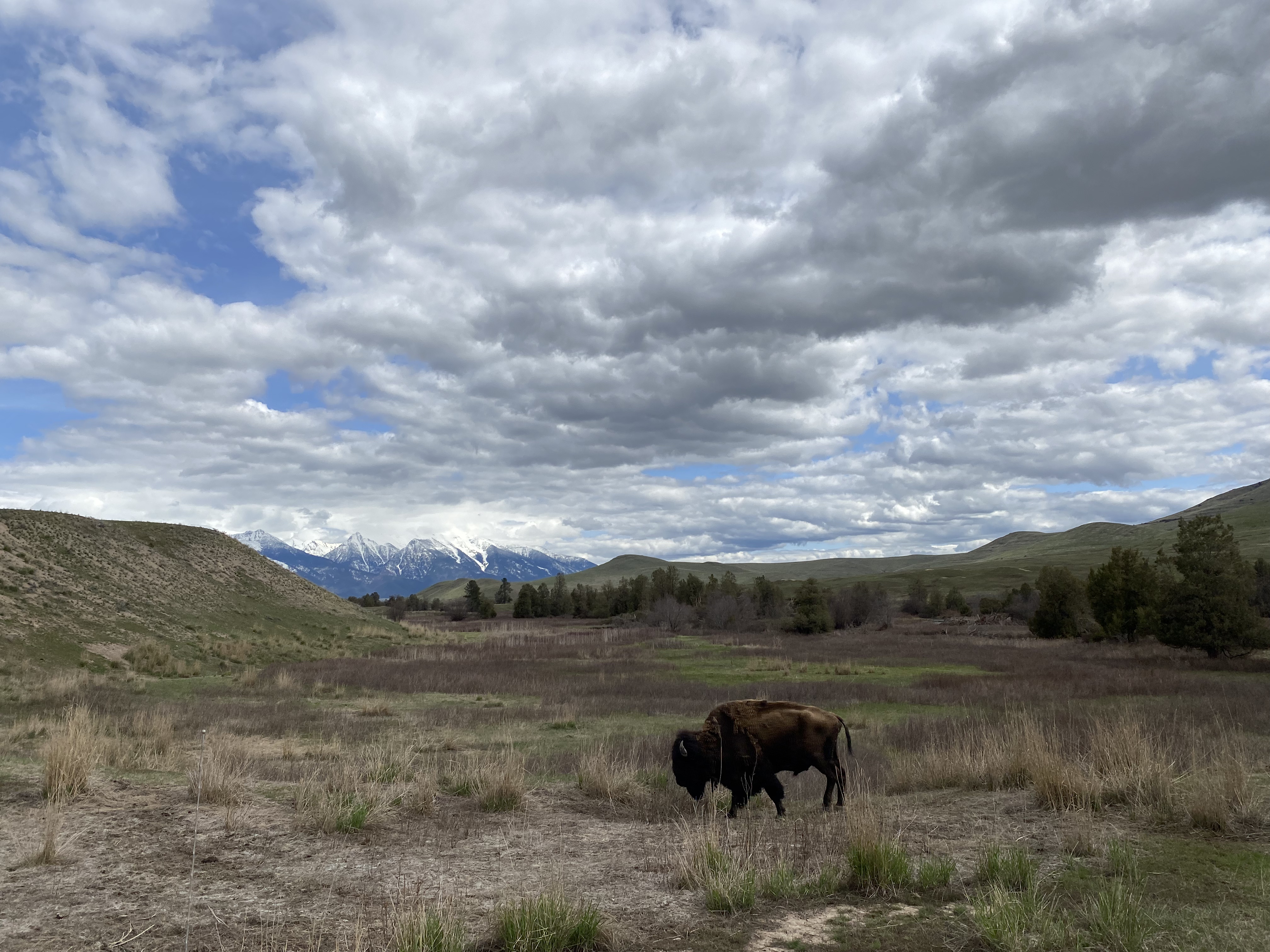 Picture of Mission mountains from the Bison Range