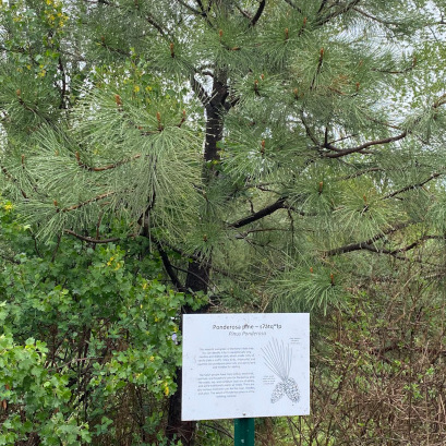 ponderosa pine tree with sign