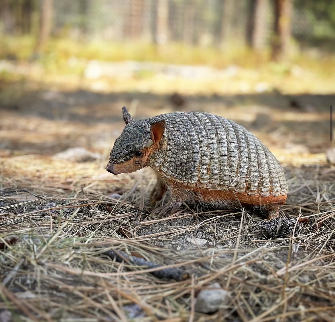 An armadillo walks over fallen pine needles. 