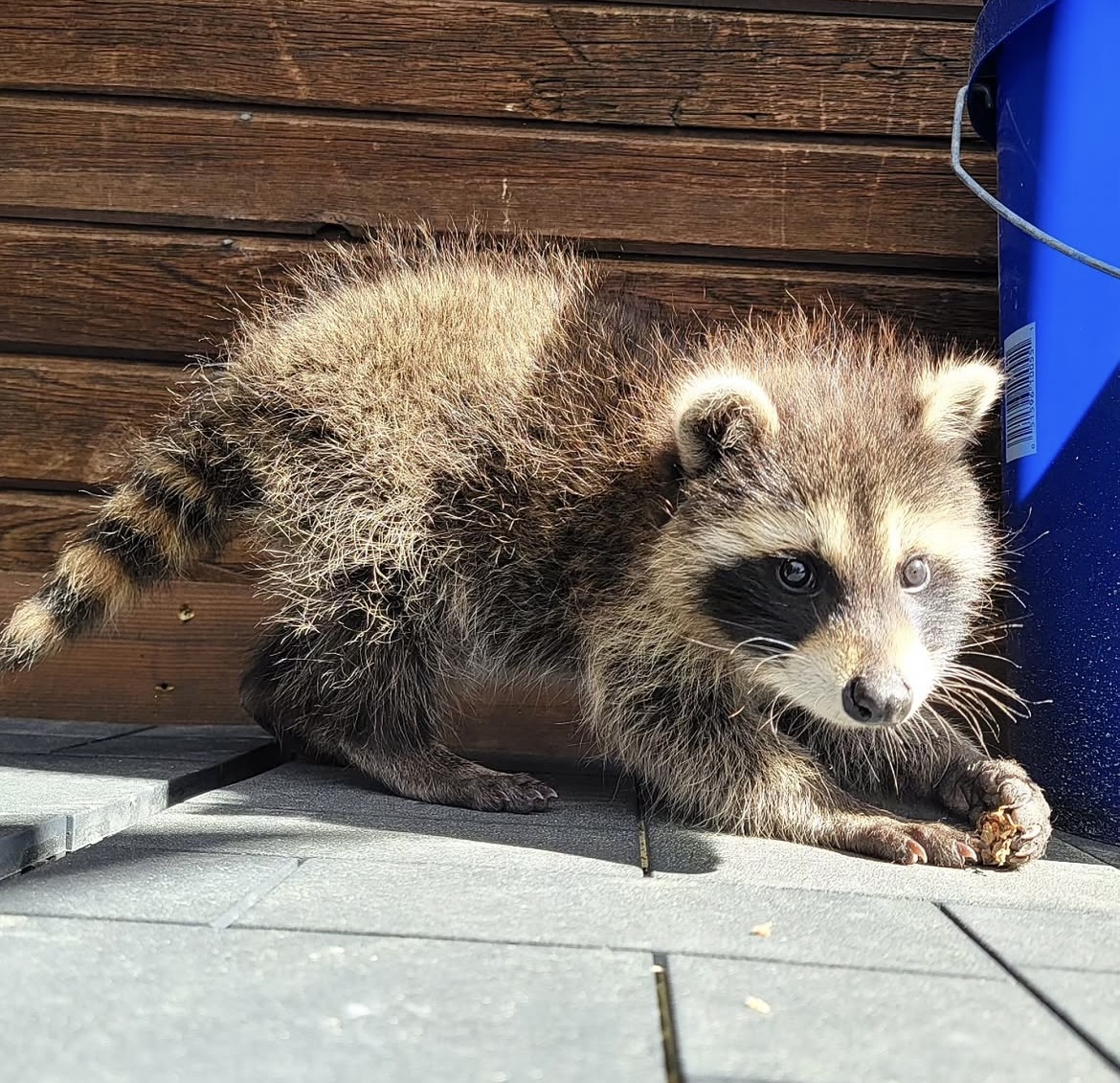 A baby raccoon, Rocky, holds food in his paws. 
