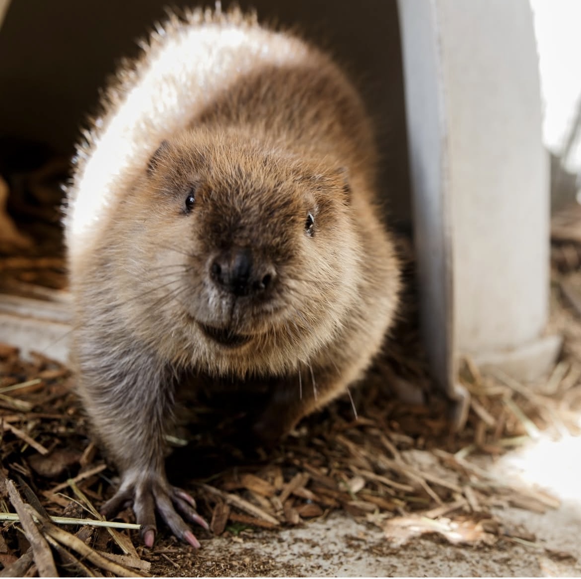 A beaver looks into the camera. 