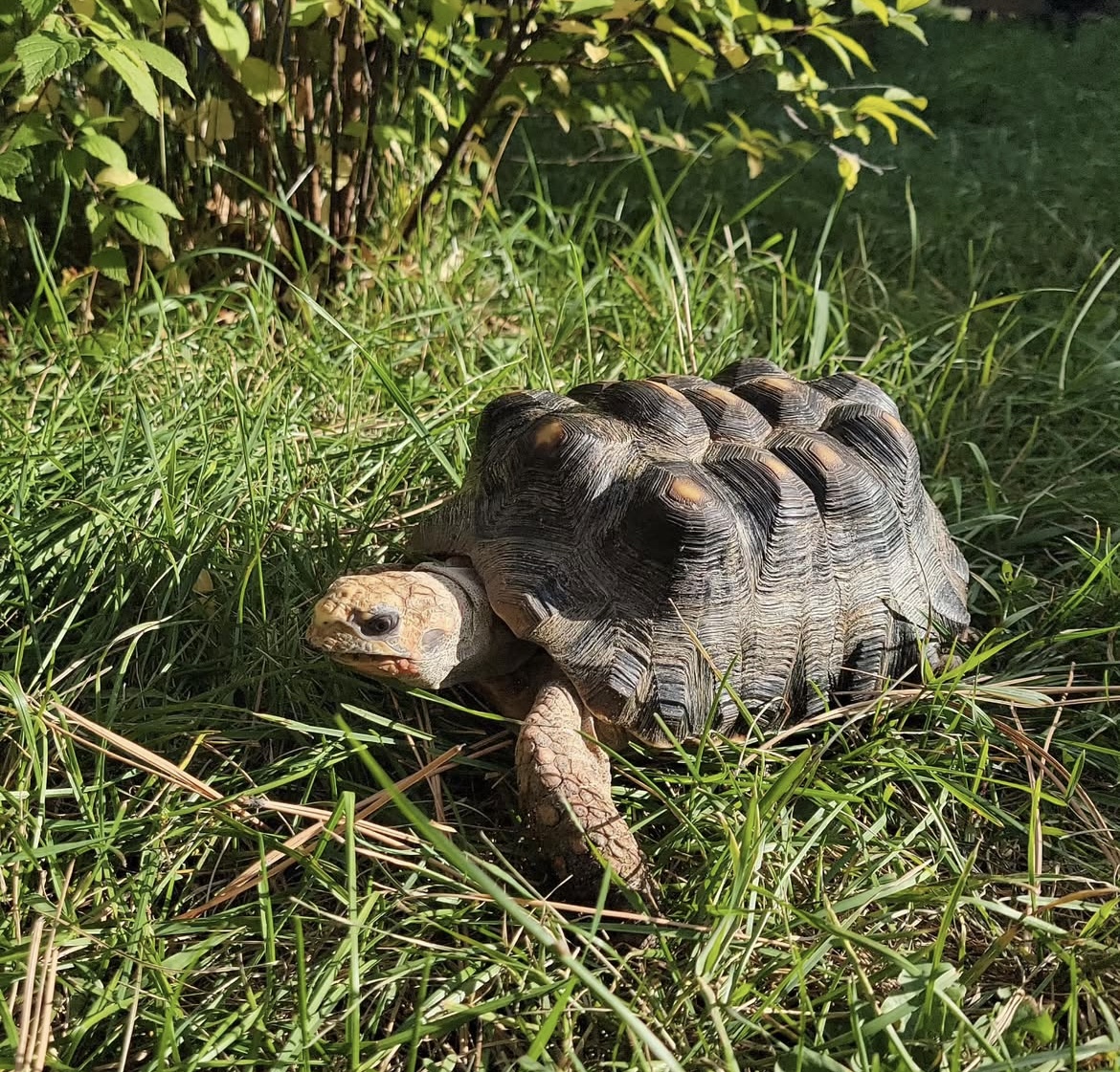 A tortoise walks on the grass. 