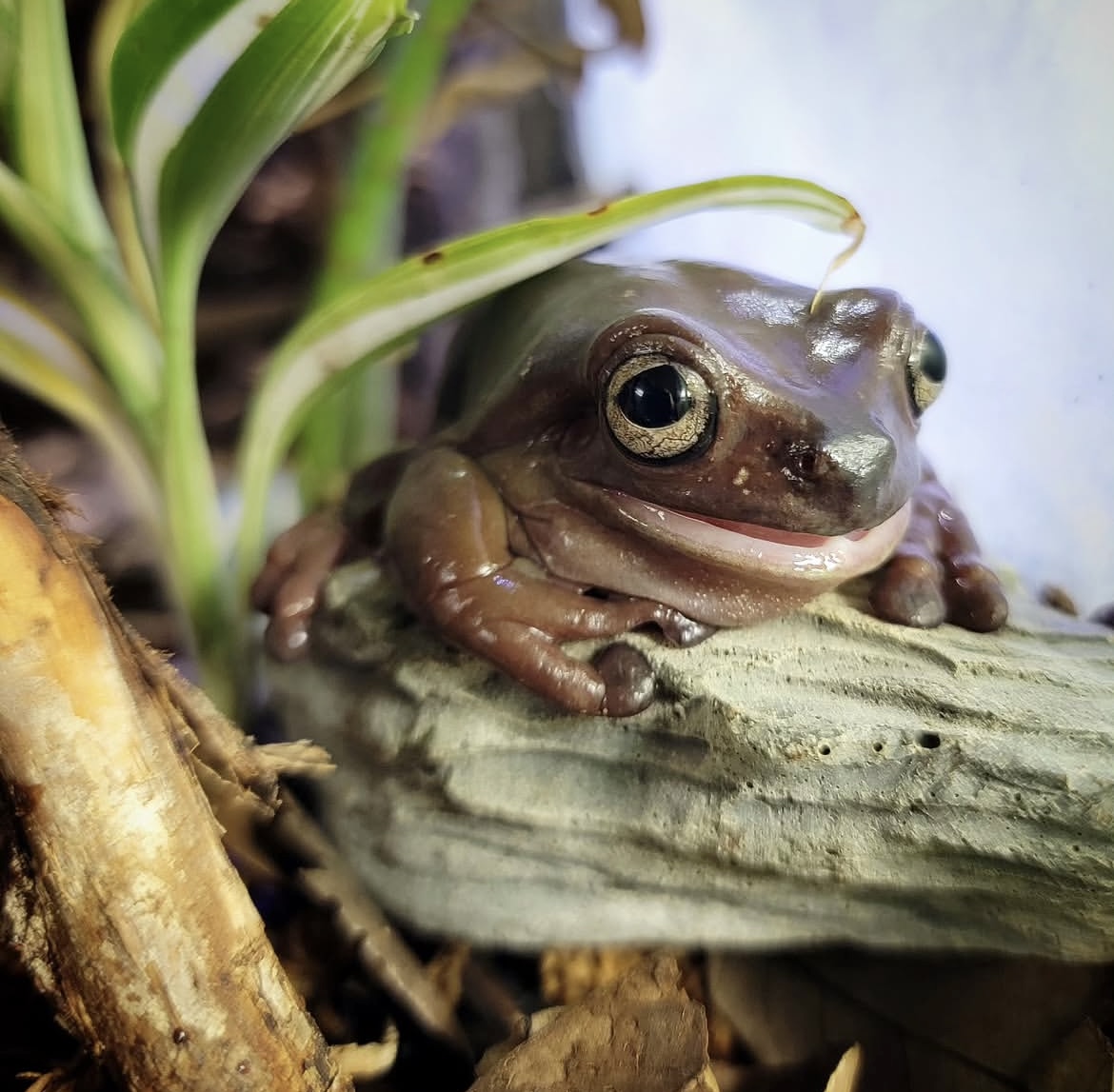 A frog sits on a light green artificial log in an enclosure. 