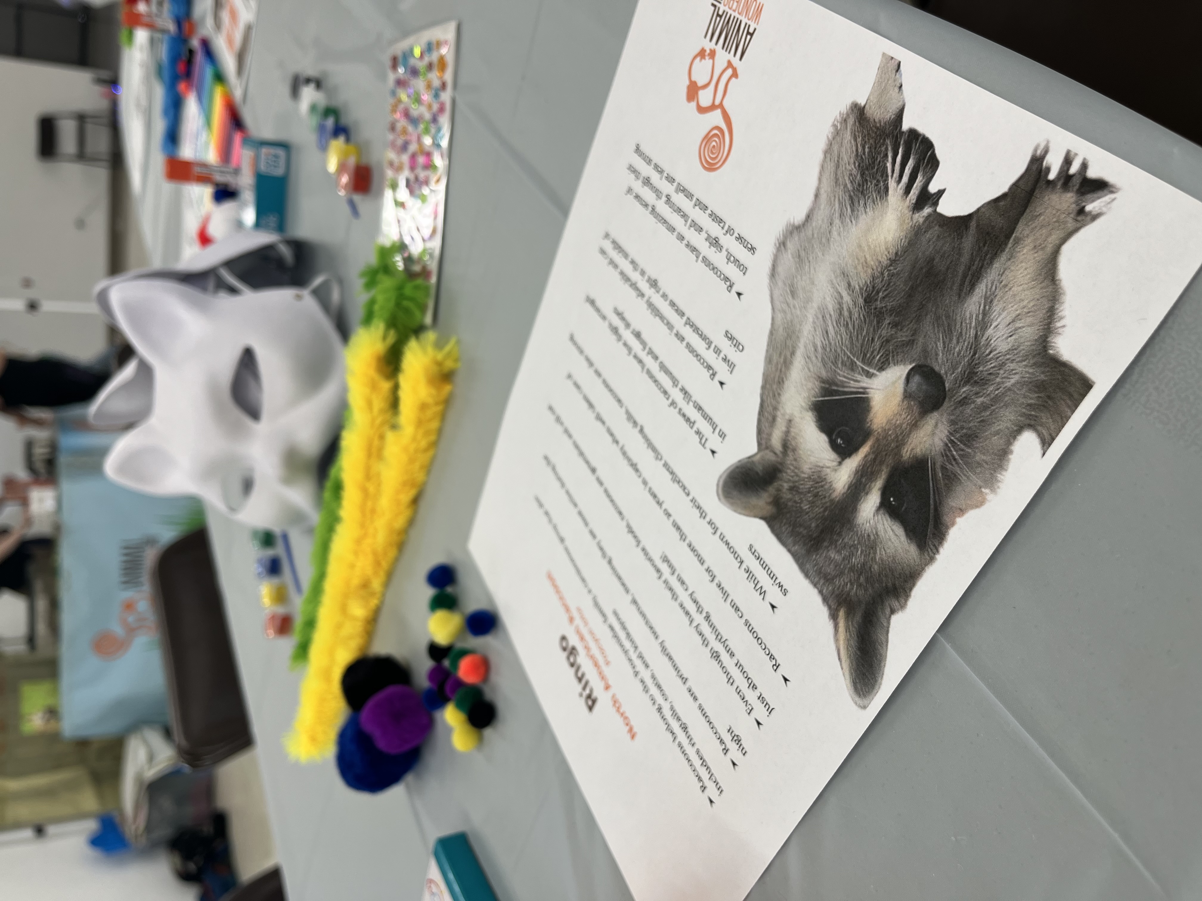 Craft supplies, including raccoon masks and pompoms, are placed on a table with an infographic about Ringo placed in the foreground. 