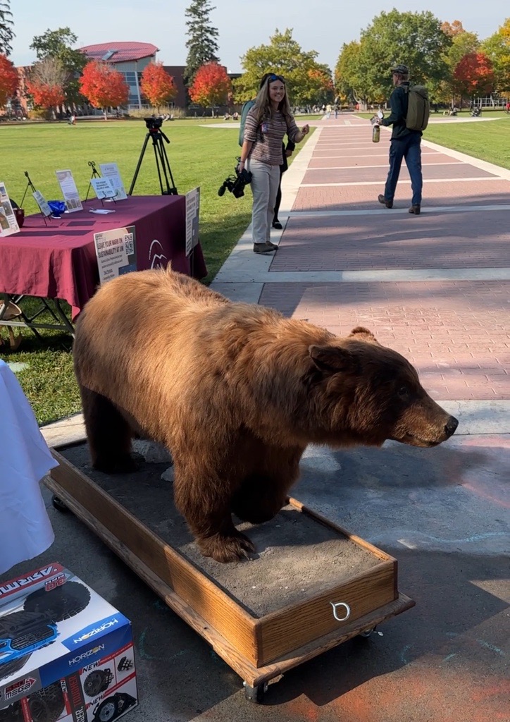 a stuffed black bear on display on the oval