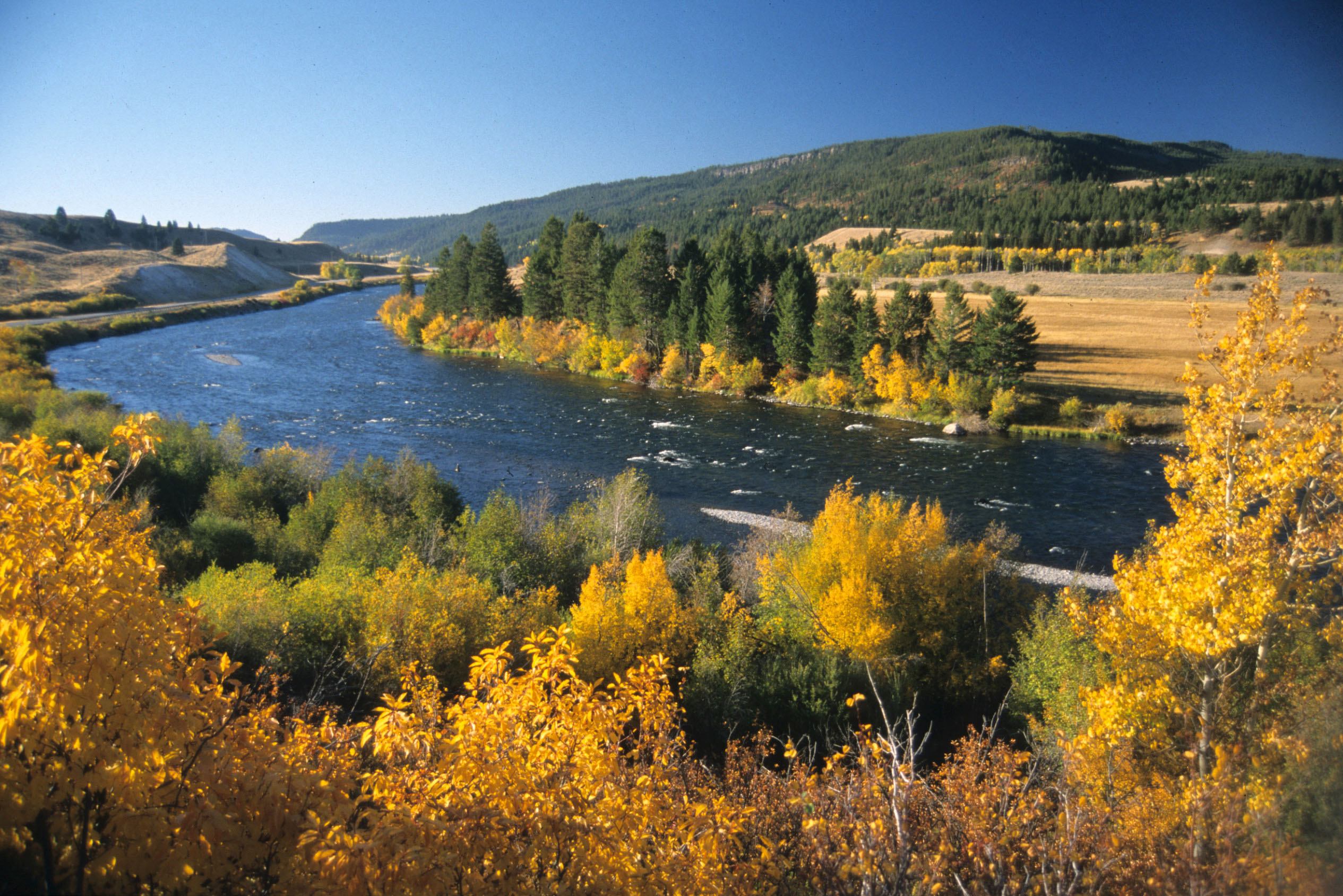 The Madison River flows past autumn foliage upstream from Ennis. (Photo by Rick and Susie Graetz)