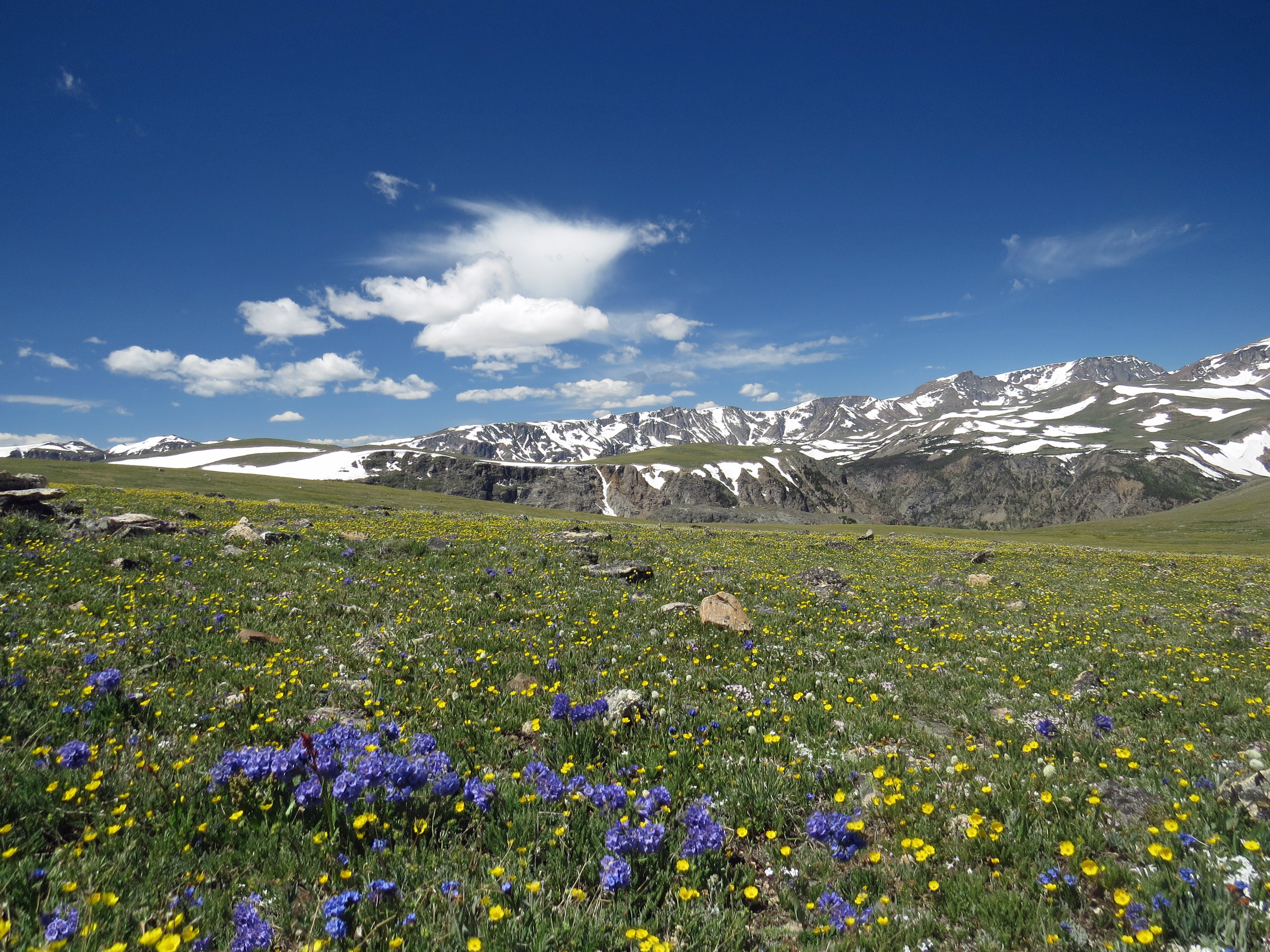 Beartooth Highway Flowers