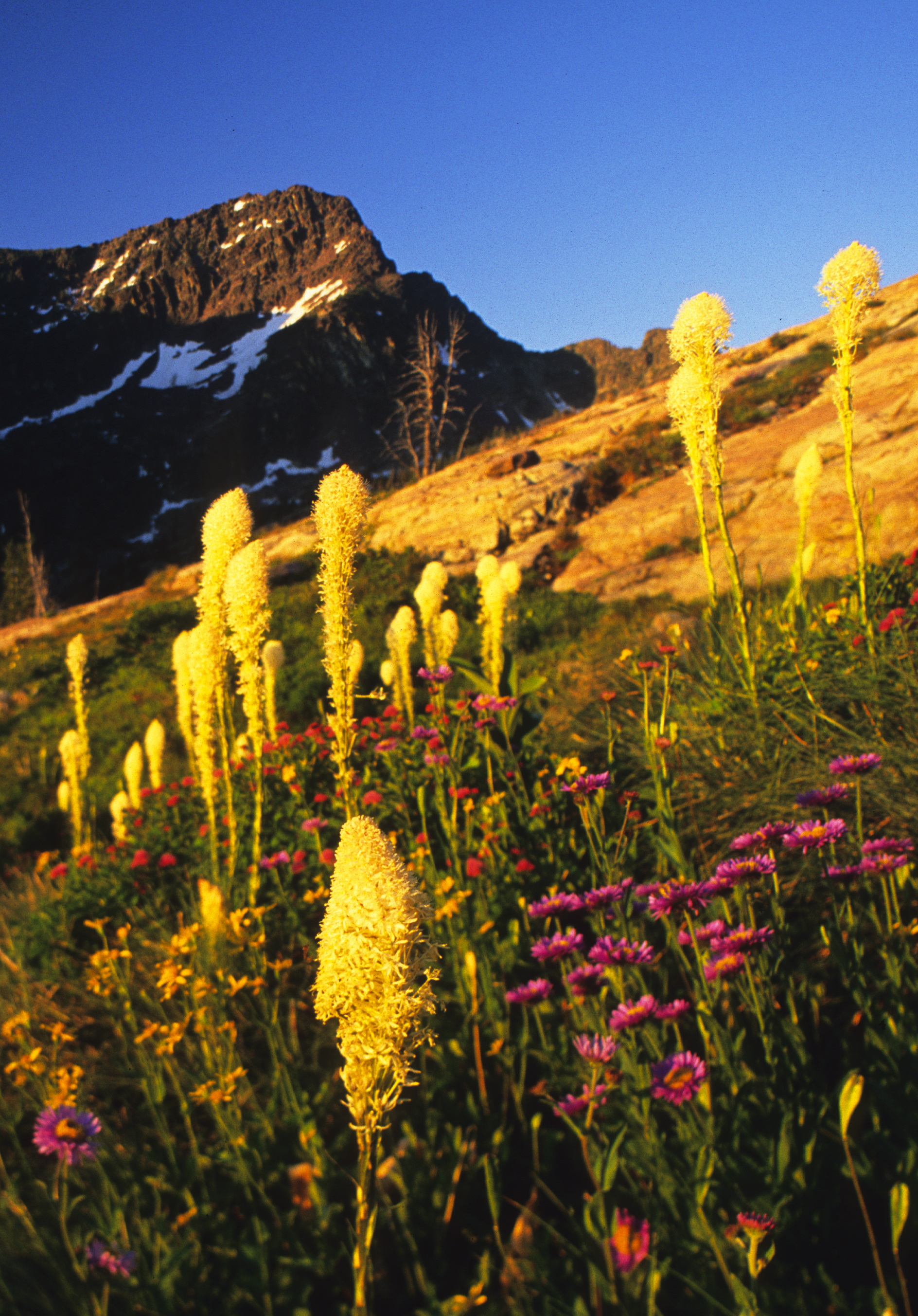 Daughter of the Sun Mountain