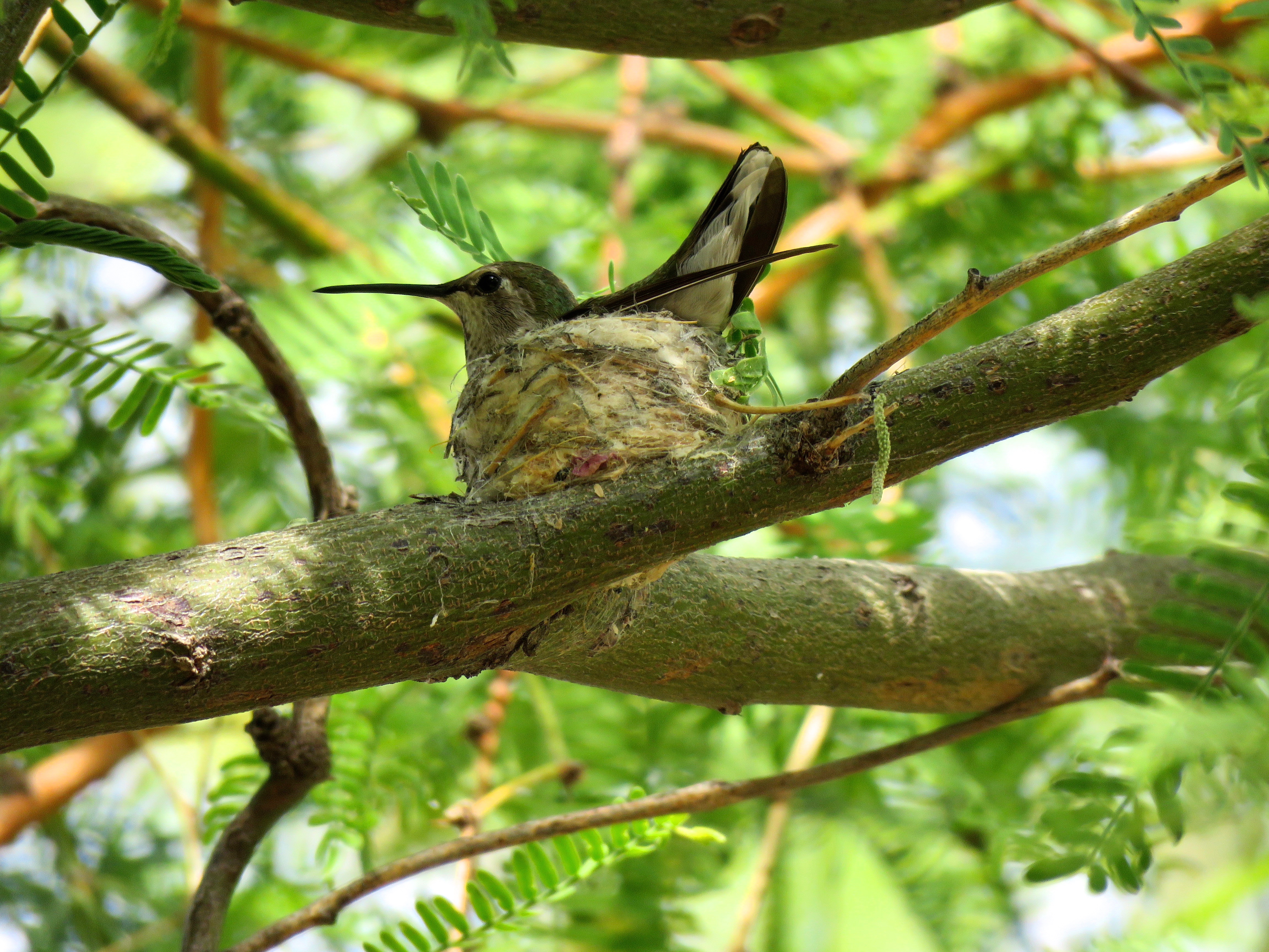 nesting-hummingbird.jpeg