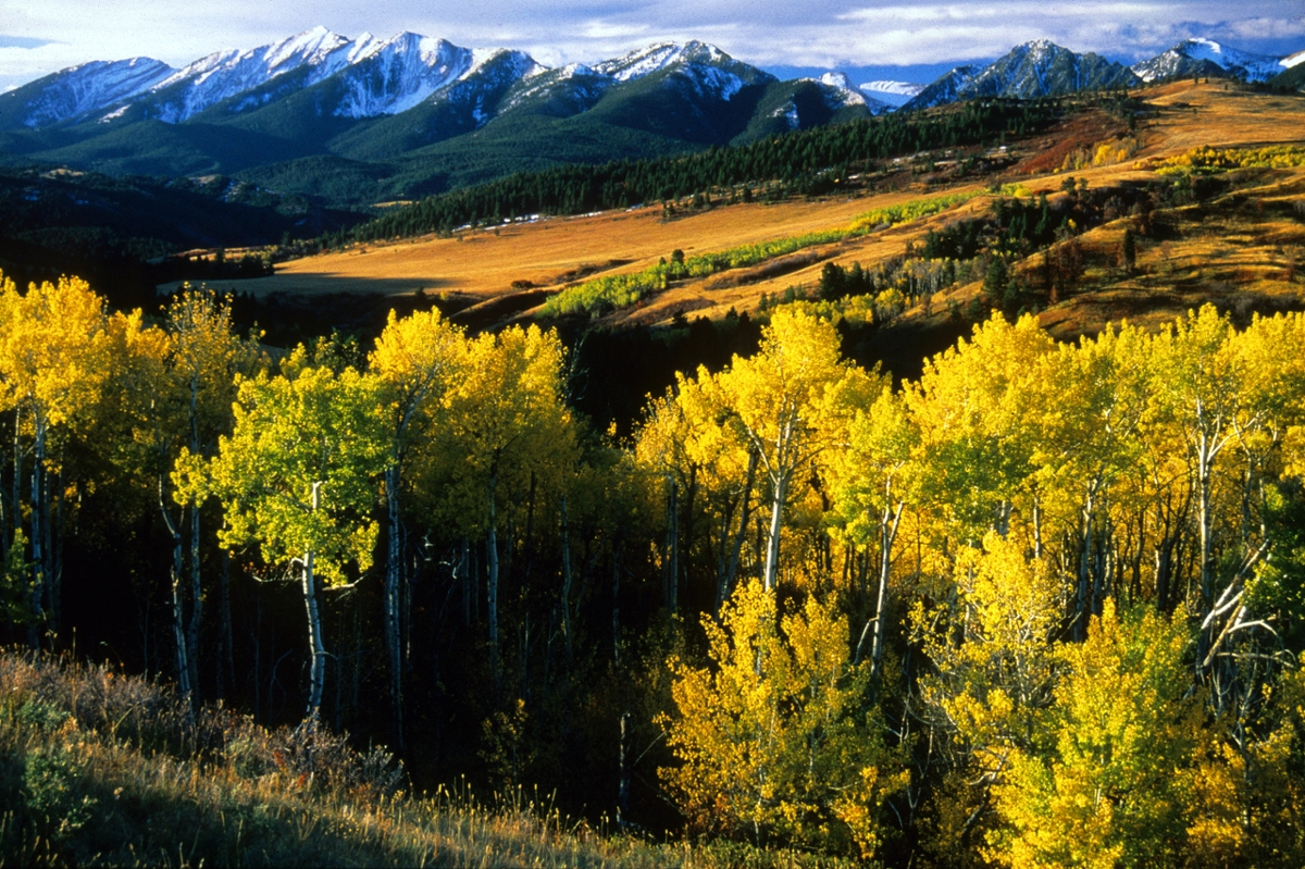 aspens changing color at the base of the Absaroka Range 