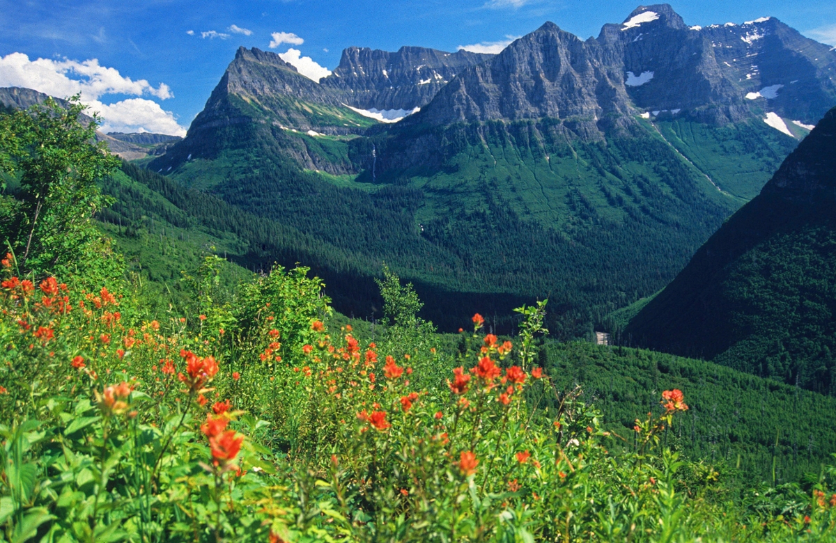 Bird Woman Falls in Glacier National Park with indian paintbrush flowers in the foreground 