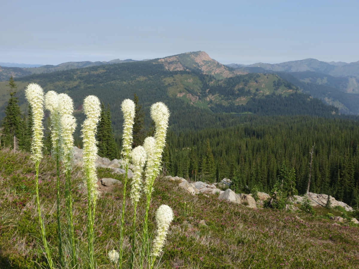 Bear grass grows in a slice of the Great Burn on the Montana-Idaho border. (Photo courtesy of the Montana Wilderness Association)