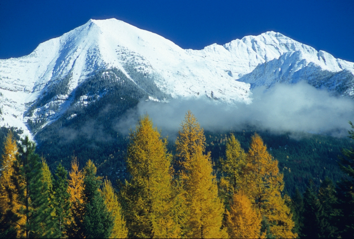 Yellow larch trees sit at the base of snow-covered Holland Peak