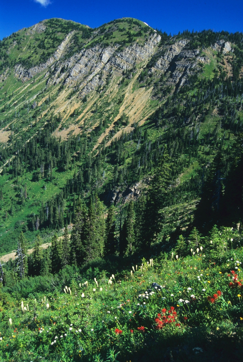 White, red, purple, and yellow wildflowers coat the hillside facing a high, rocky, mountain ridge.
