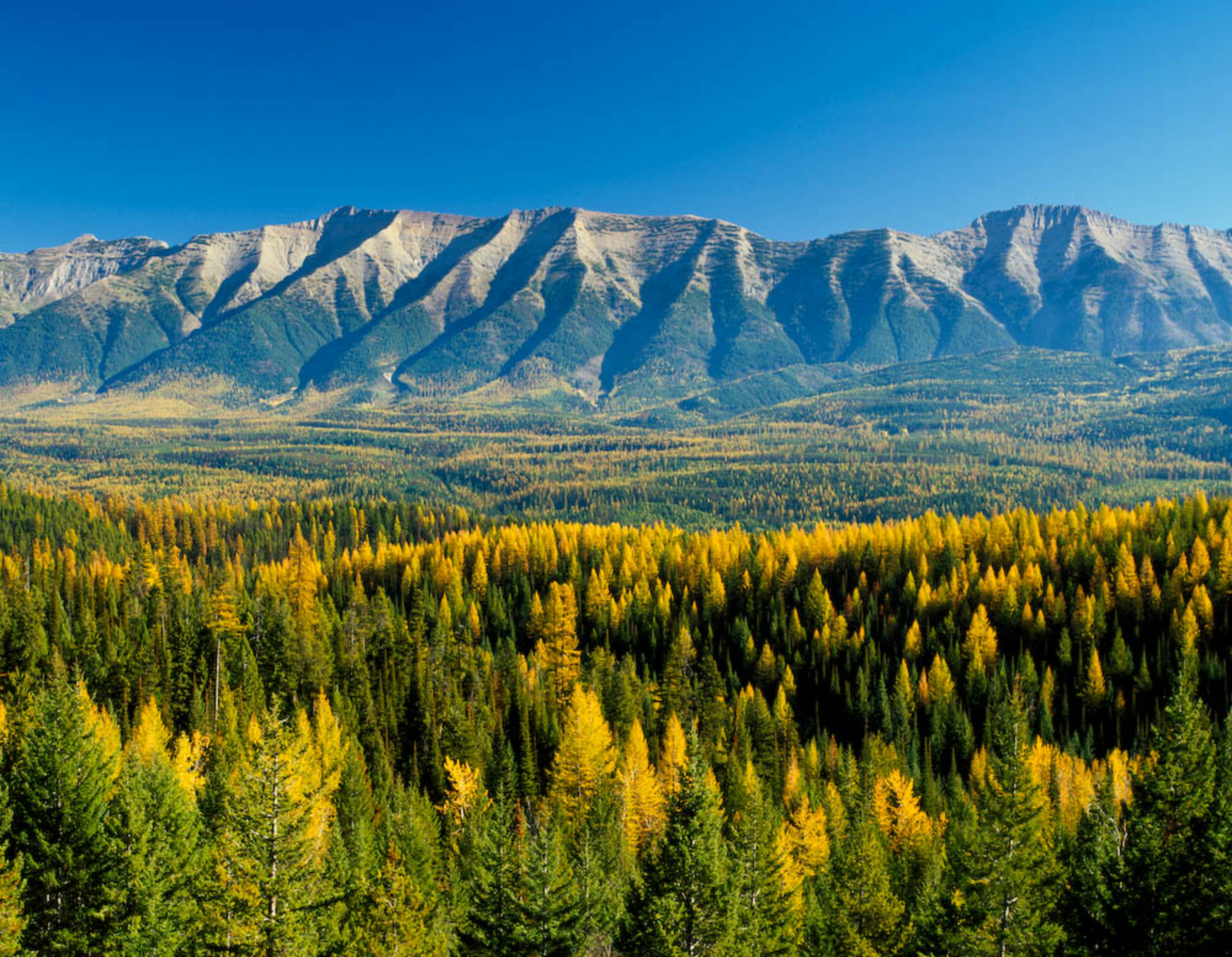 Larch trees turn yellow in a heavily forested valley beneath the Swan Mountains.