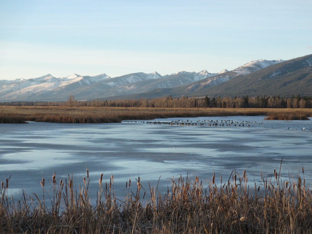 Lee Metcalf Pond: The moderate winter climate of Bitterroot Valley usually results in pockets of open water on Lee Metcalf National Wildlife Refuge wetlands. (Photo by Bob Danley, U.S. Fish and Wildlife Service)   