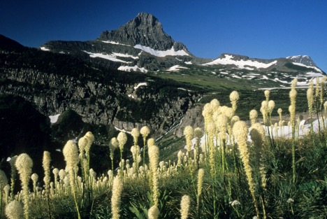 Mt. Reynolds rises above a foreground of bear grass