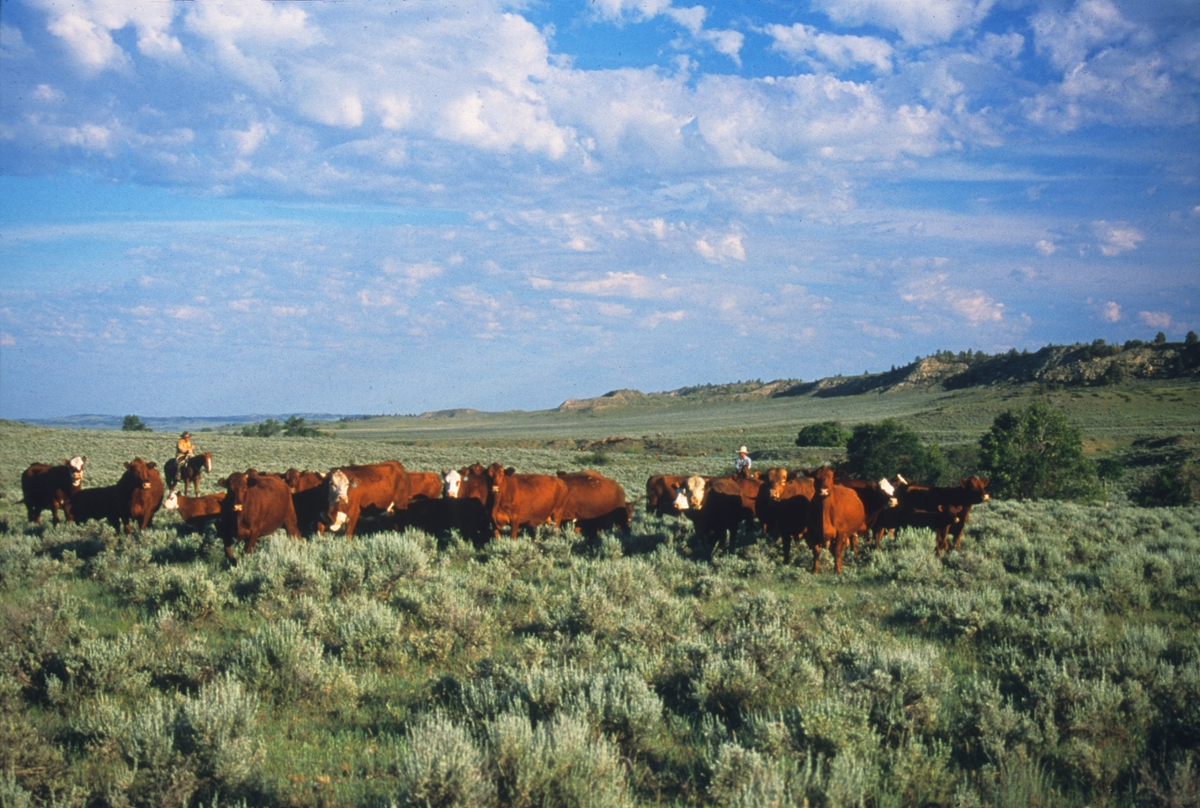 Big sky views from prairie country 