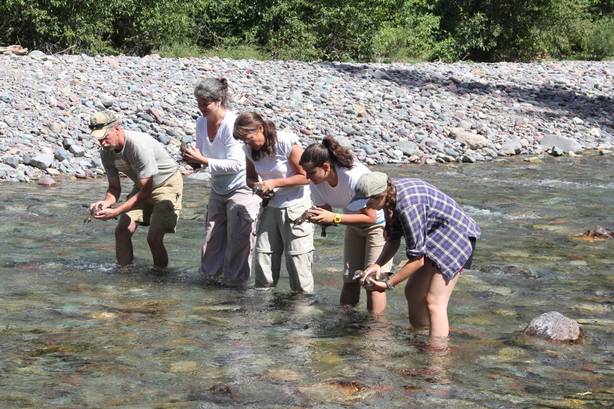 Researchers releasing tested and tagged female harlequin ducks