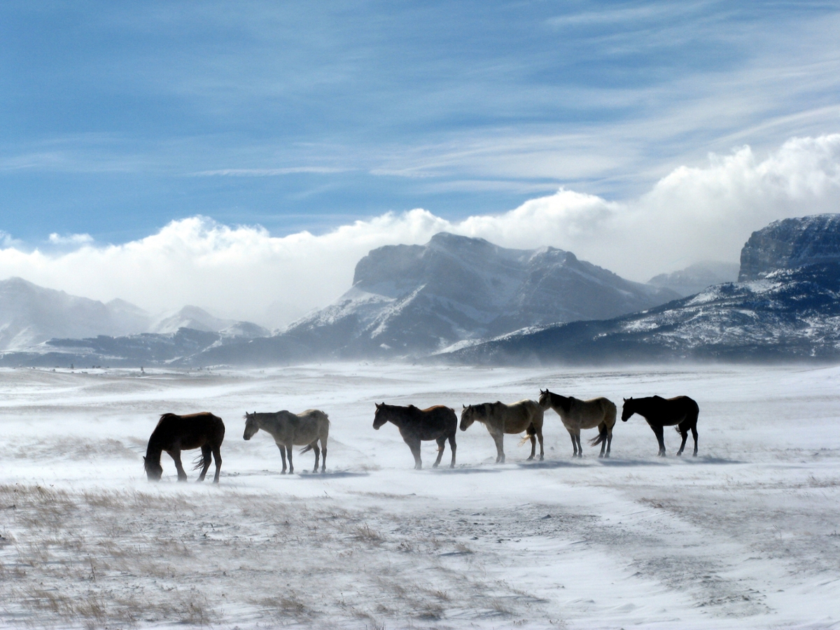 At the start of winter, horses brave a ground blizzard on the Rocky Mountain Front. (photo by Gene Sentz)
