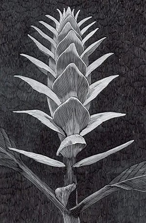 Richard Wagener's botanical print of Aphelandra flava 