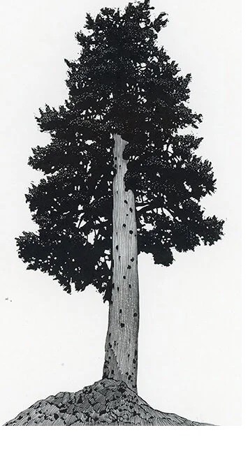Wagener's print of an Olympic tree.