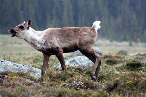 Yearling Caribou