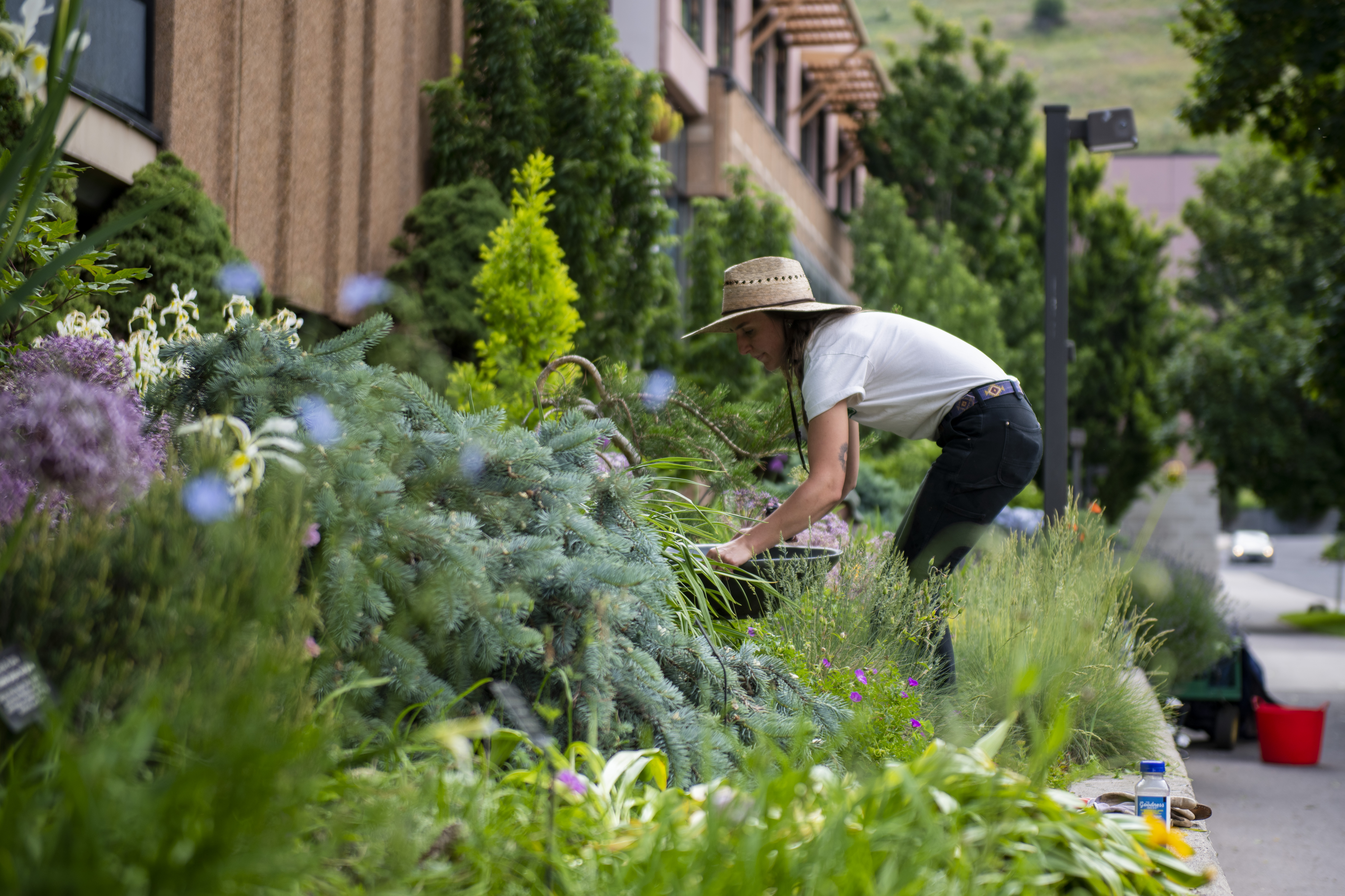 Gardner pulling weeds outside in the UC Garden