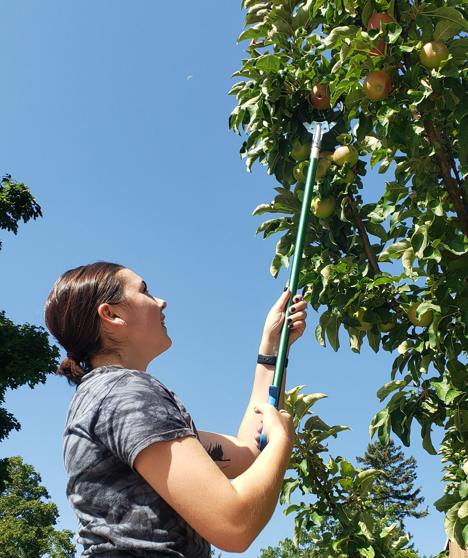employee trimming a tree