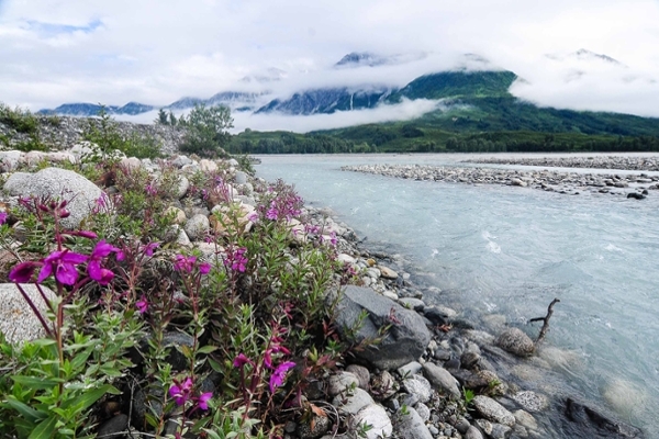 flowers next to a rocky river with foggy mountain in the background