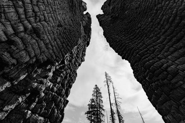 View of the sky in a burned forest; image is taken from within the interior of a burned out tree.