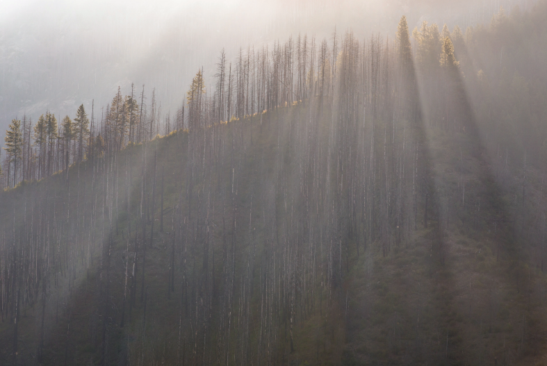 Sunlight hazes in over a ridge with fire burnt trees