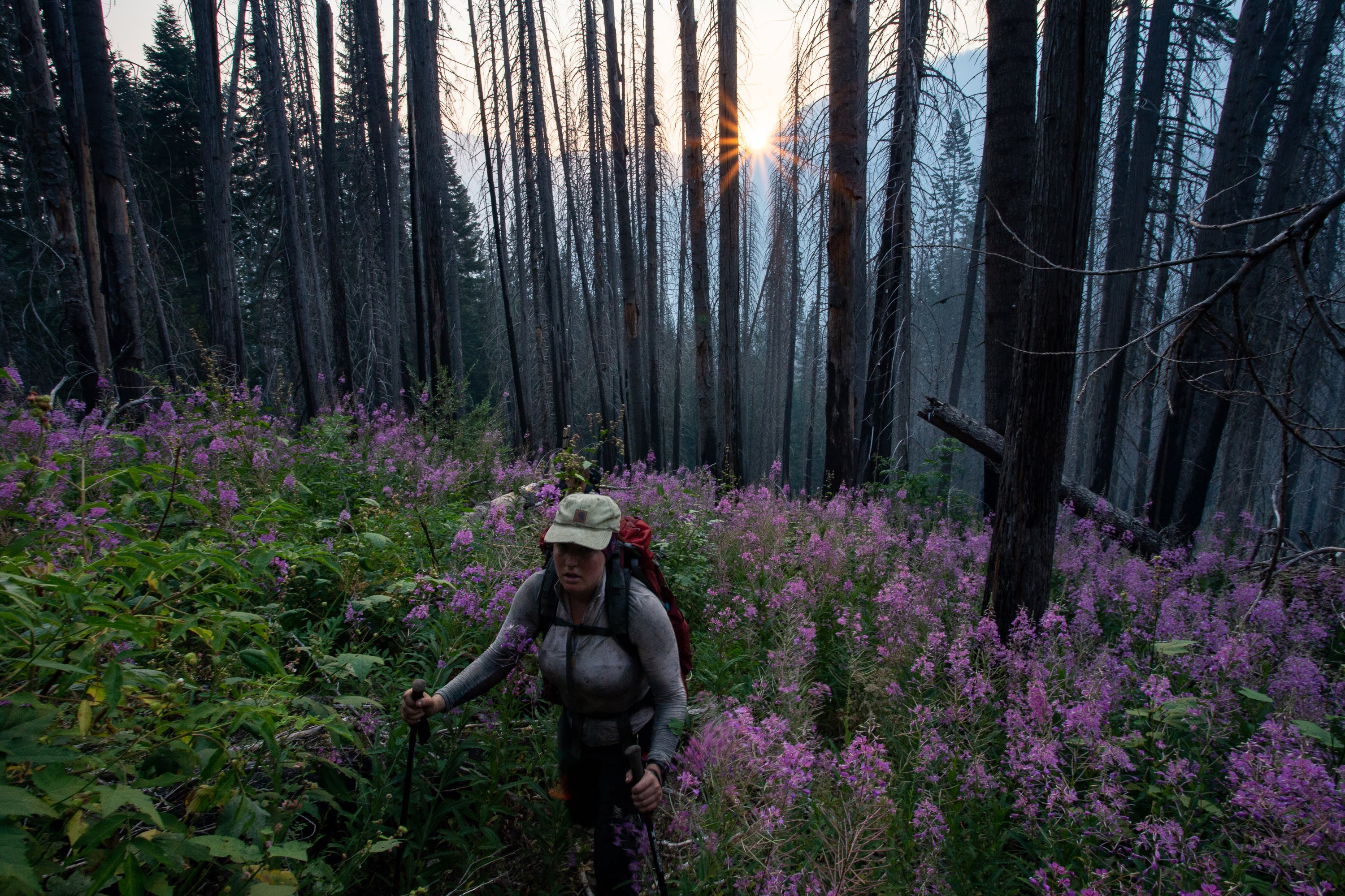 woman conducting fieldwork in forest with fireweed