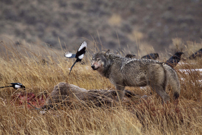 Gray Wolf