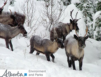Caribou