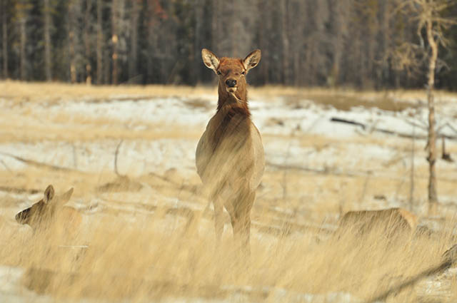 elk