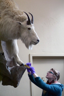 emily at mountian goat exhibit